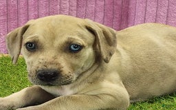 Catahoula Leopard Dog dogs for sale: Duchess 2025 Female 2 - Image 6