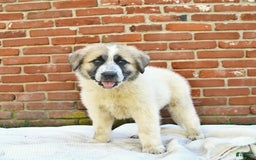 Anatolian Shepherd dogs for sale: Summer - Image 3