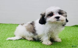 Malshi dogs for sale: Lucky - Image 1