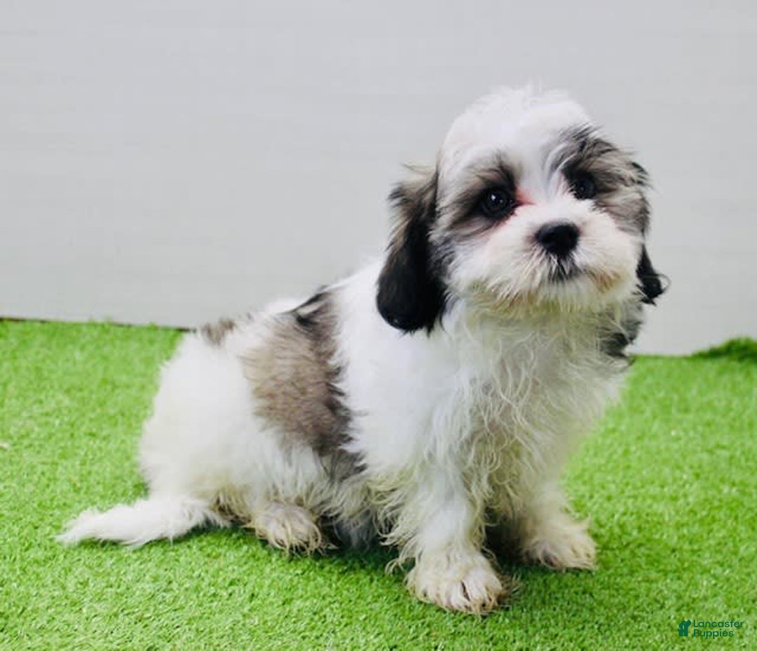 Malshi dogs for sale: Lucky - Image 1