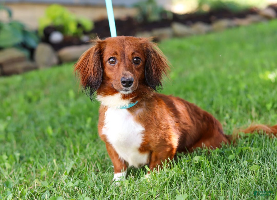 Miniature Dachshund dogs for sale: Olaf - Image 9