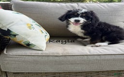 Bernedoodle dogs for sale: Kayla - Image 5