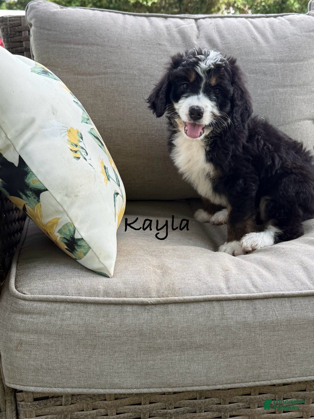 Bernedoodle dogs for sale: Kayla - Image 5