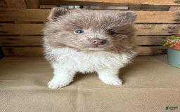 Pomeranian dogs for sale: Austin - Image 8
