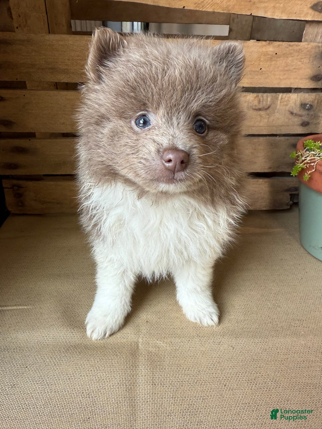 Pomeranian dogs for sale: Austin - Image 8