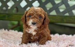 Cavapoo dogs for sale: Bella - Image 2