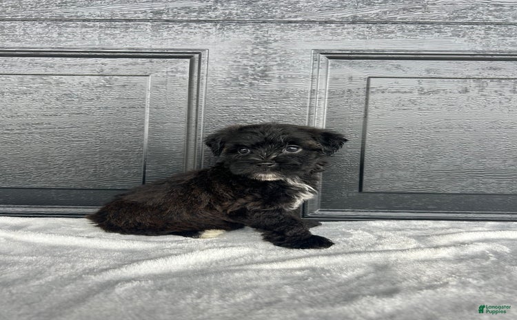 Yochon dogs for sale - Ad 3