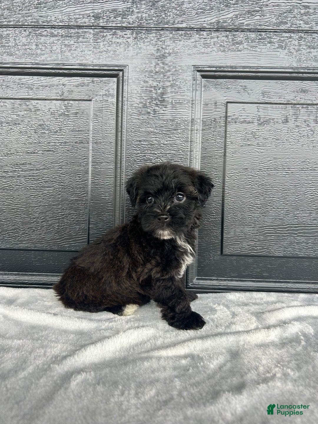 Yochon dogs for sale: Bella - Image 1