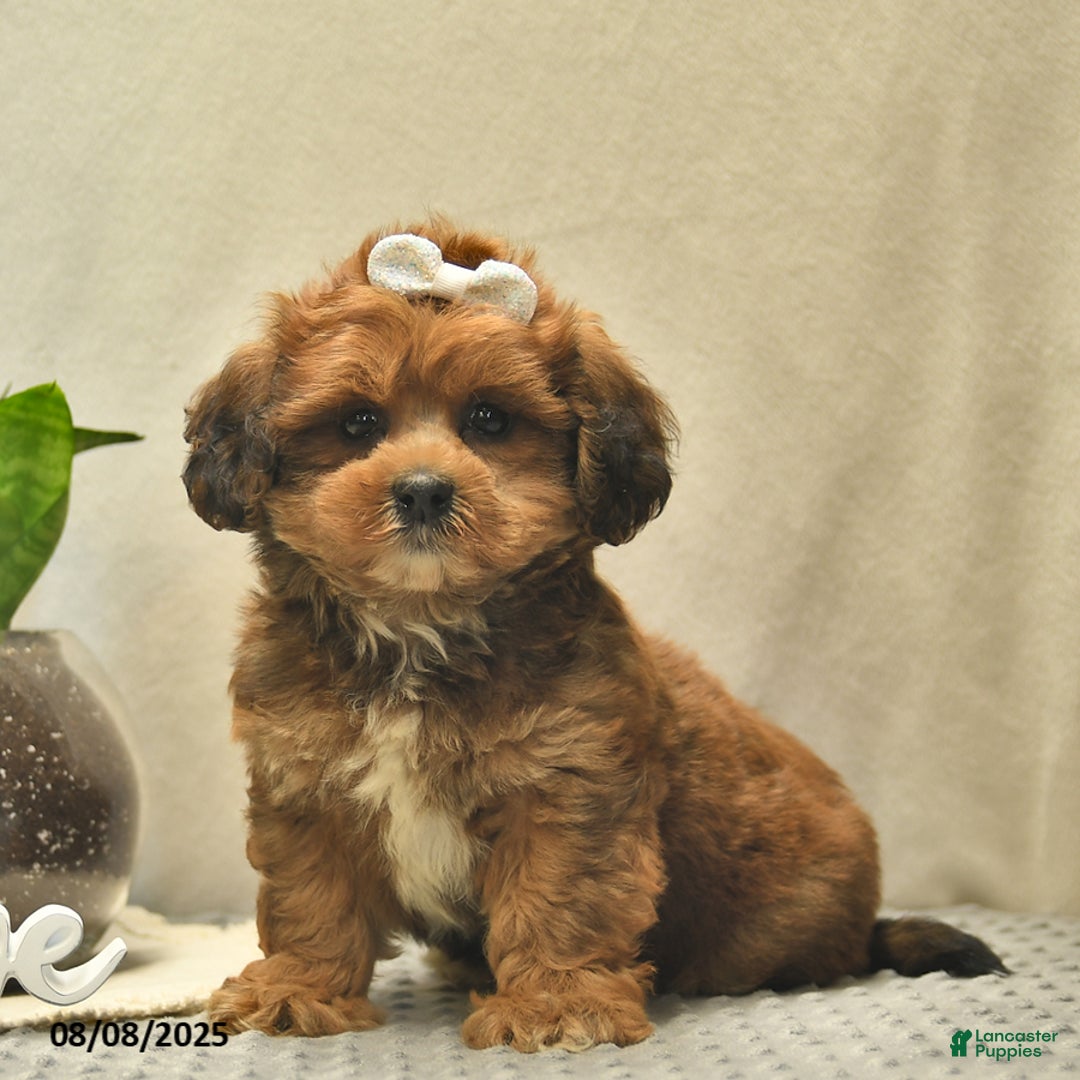 Shihpoo dogs for sale: Alice - Image 1