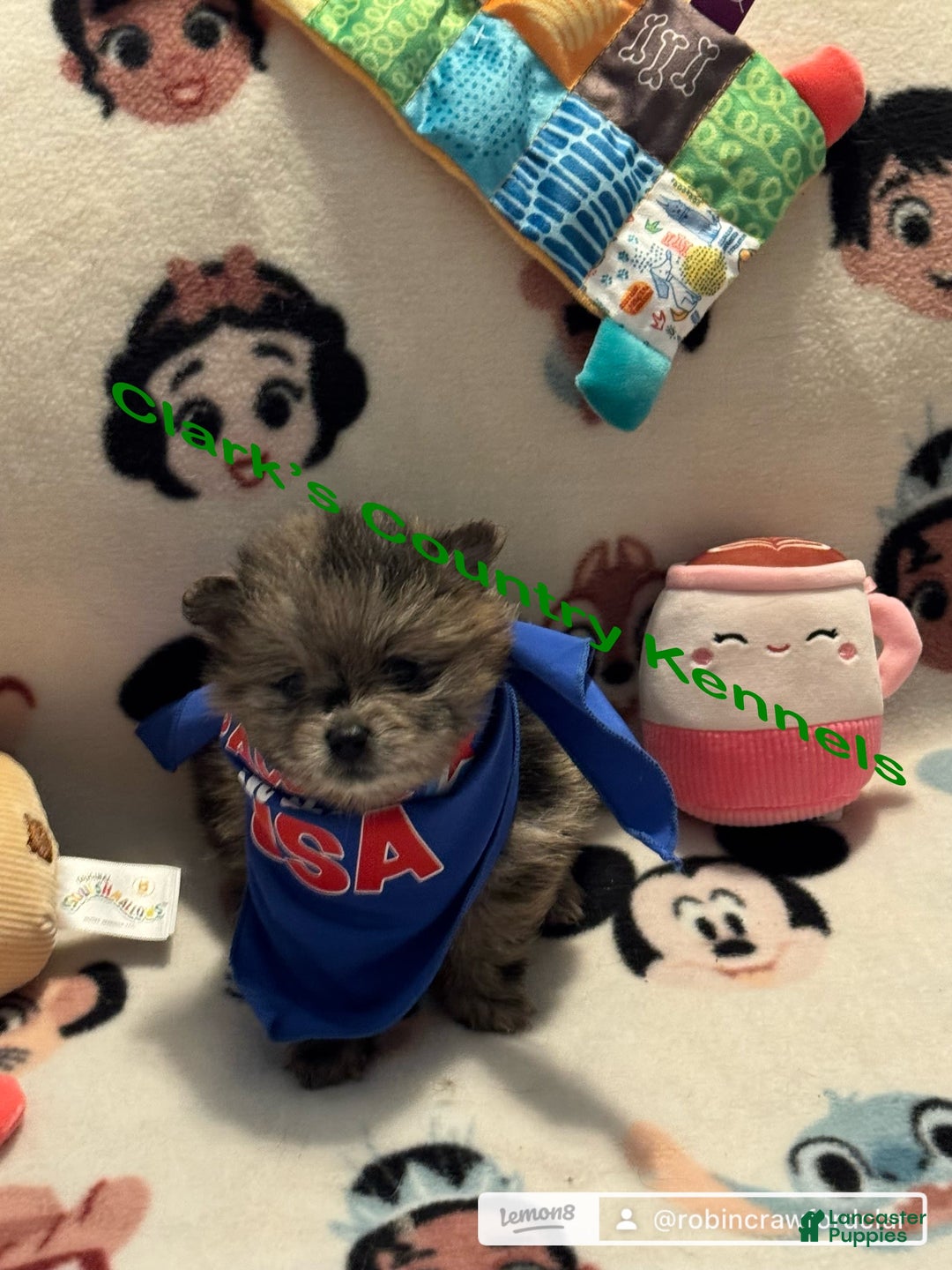 Pomeranian dogs for sale: Merle - Image 3