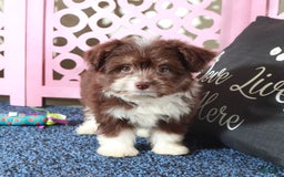 Mini Aussiedoodle dogs for sale: Phoenix - Image 5