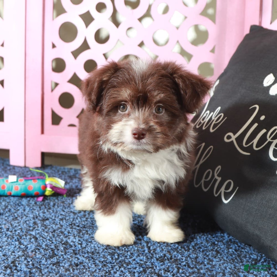 Mini Aussiedoodle dogs for sale: Phoenix - Image 5