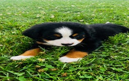 Bernese Mountain Dog dogs for sale: Joker - Image 2