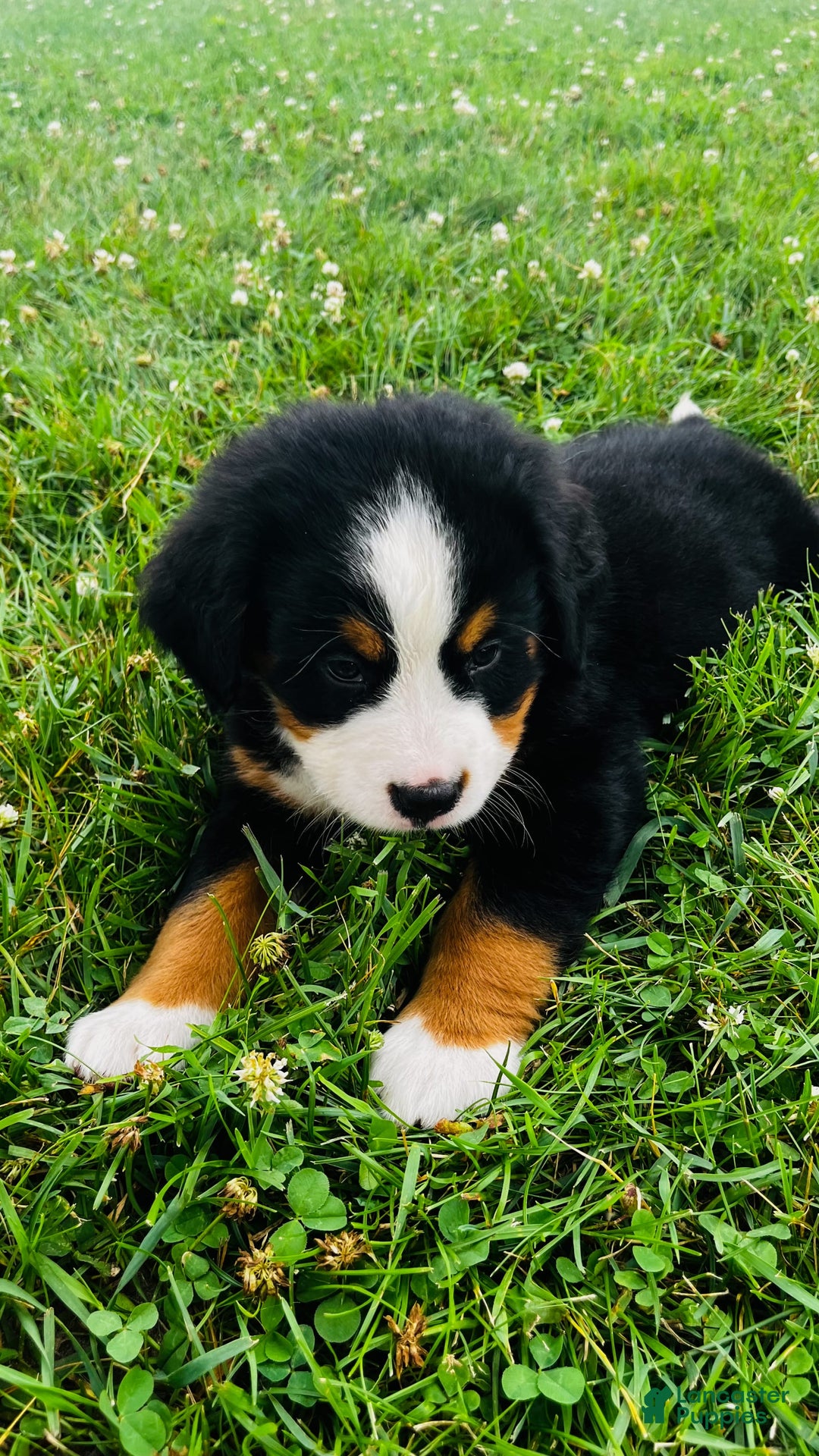 Bernese Mountain Dog dogs for sale: Joker - Image 2