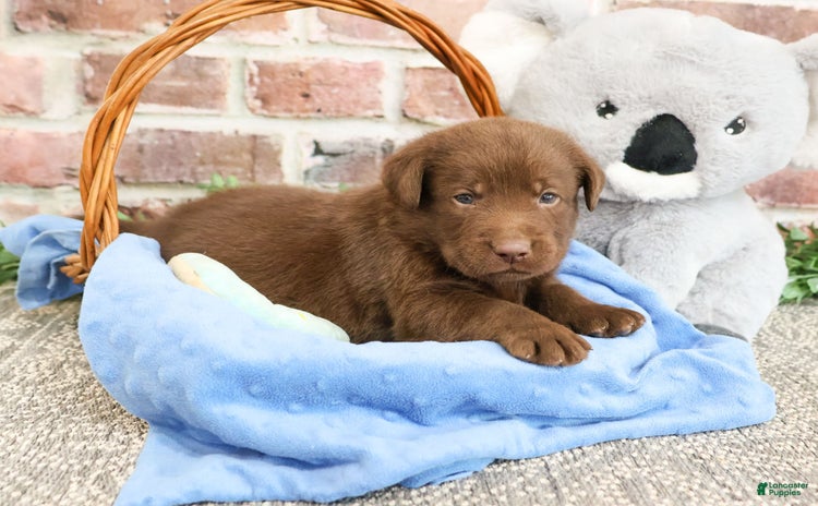 Labrador Retriever dogs for sale - Ad 4