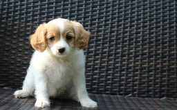 Miniature Poodle dogs for sale: Latisha - Image 1
