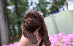 Newfoundland dogs for sale: Cocoa - Image 4