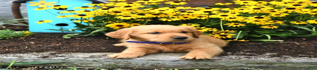 Fido