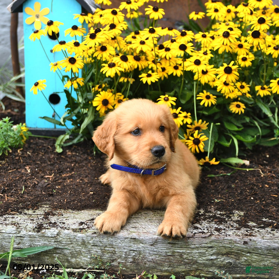 Golden Retriever dogs for sale: Fido - Image 4