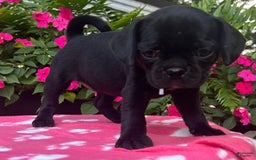 Puggle dogs for sale: Elsa - Image 2