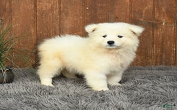 Samoyed dogs for sale: Daisy - Image 1