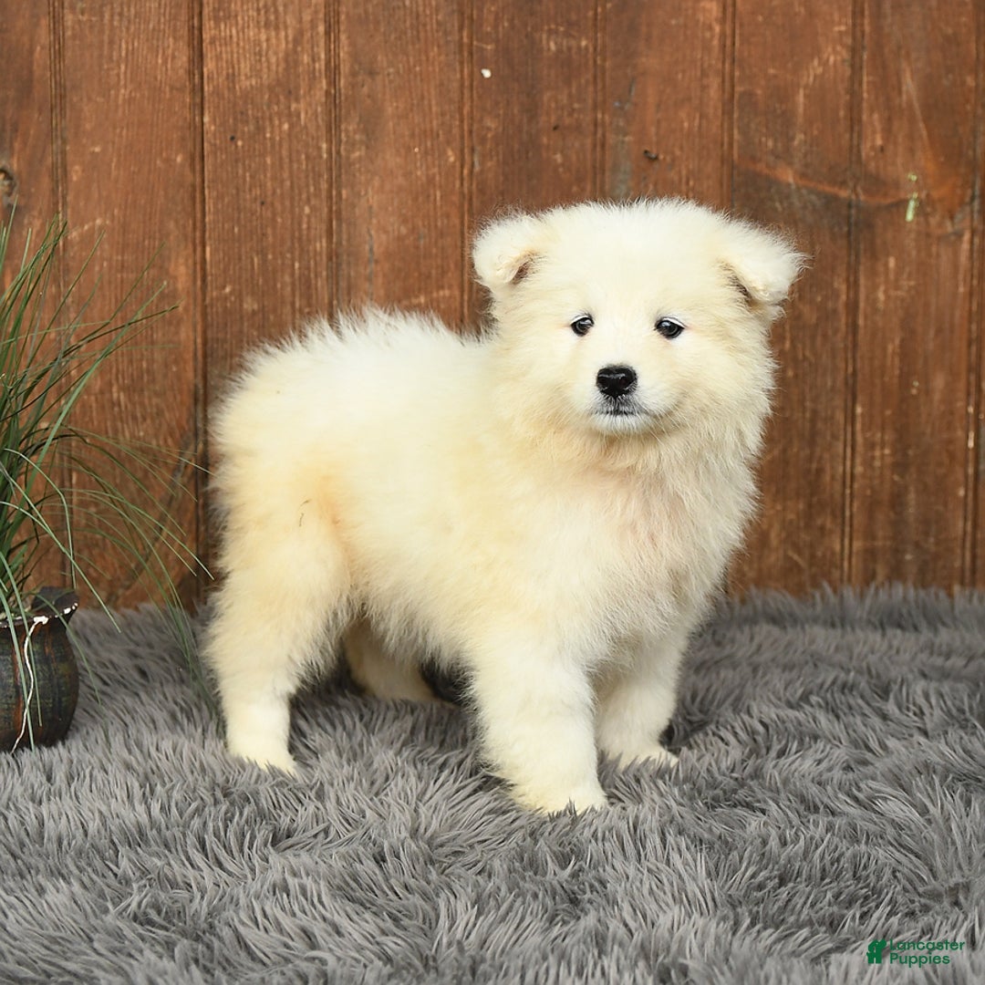 Samoyed dogs for sale: Daisy - Image 1
