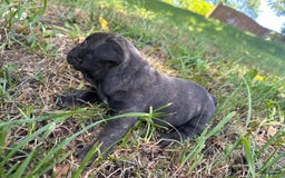 French Bulldog dogs for sale: Gru - Image 6
