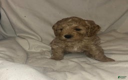 Cavapoo dogs for sale: Max - Image 1