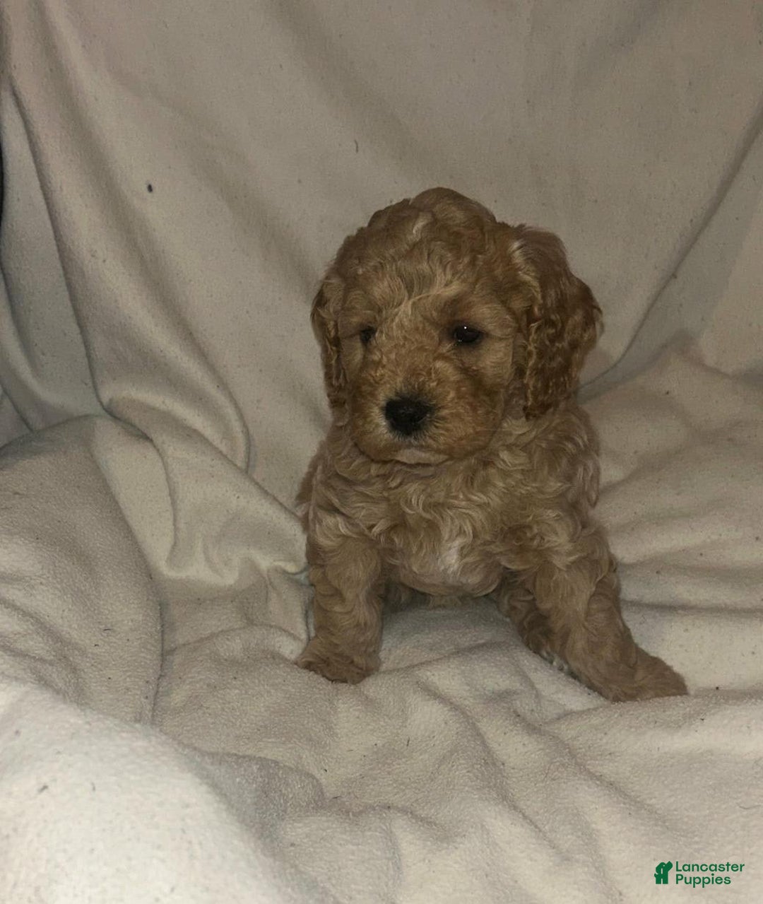 Cavapoo dogs for sale: Max - Image 1