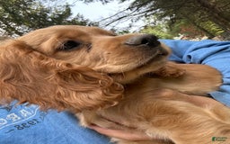 Cocker Spaniel dogs for sale: Marley - Image 2