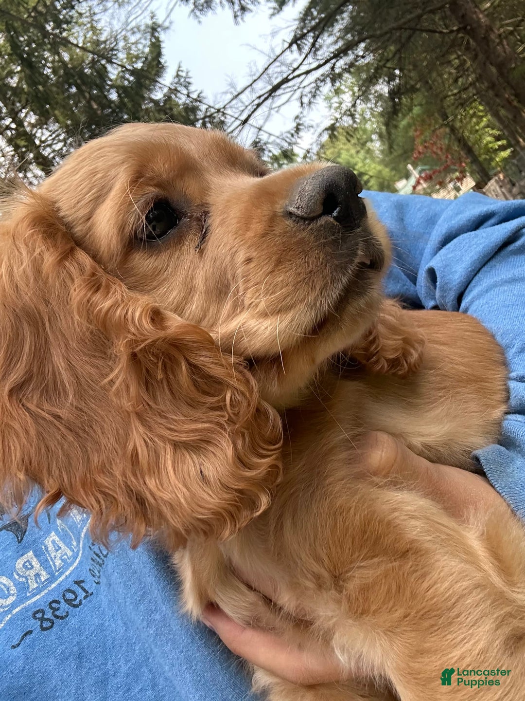 Cocker Spaniel dogs for sale: Marley - Image 2