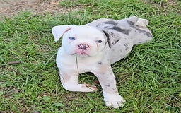 Olde English Bulldogge dogs for sale: Anna - Image 3