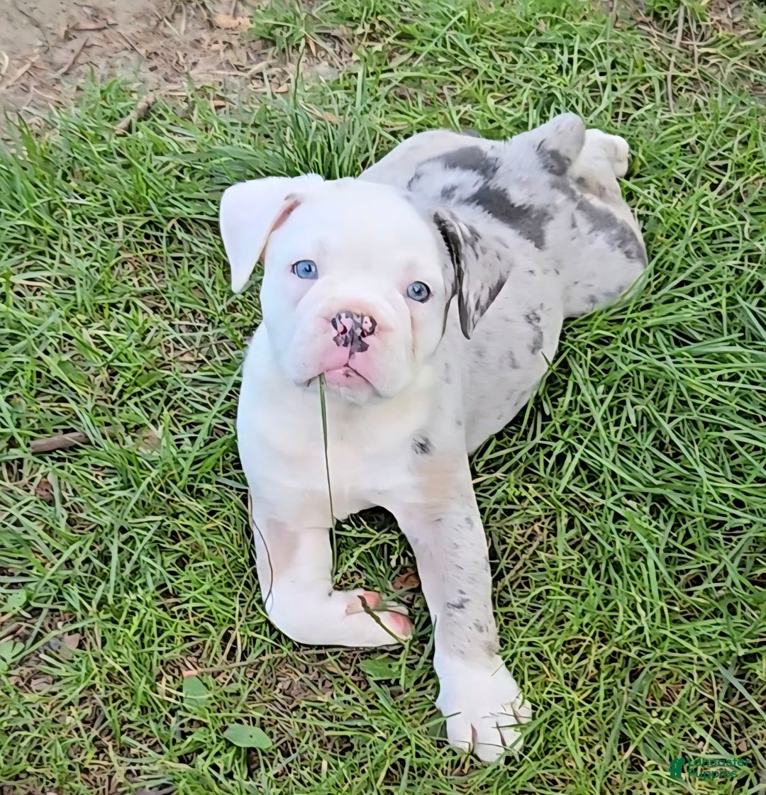 Olde English Bulldogge dogs for sale: Anna - Image 3
