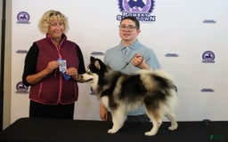 Pomsky dogs for sale: Urban Miracles Cyber - Image 1
