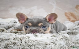 French Bulldog dogs for sale: Mason - Image 2