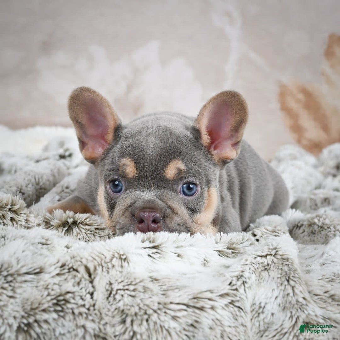 French Bulldog dogs for sale: Mason - Image 2