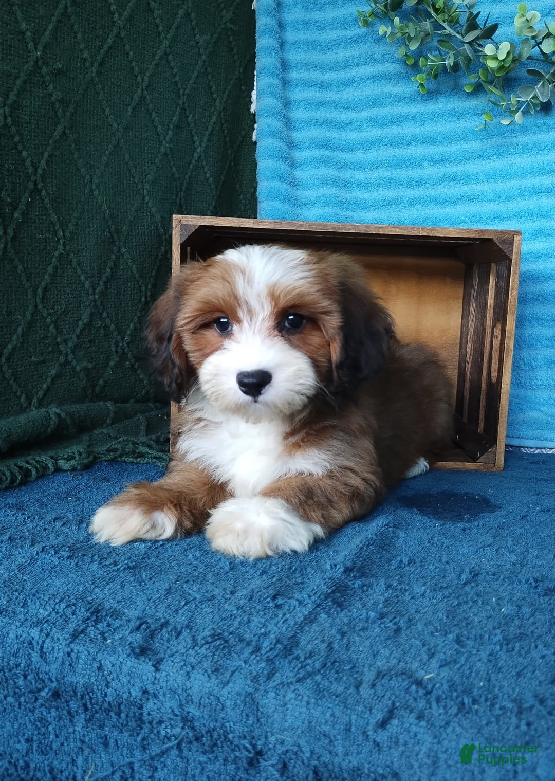 Havanese dogs for sale: Dylan - Image 8