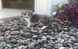 English Shepherd dogs for sale: Tizzy - Image 3