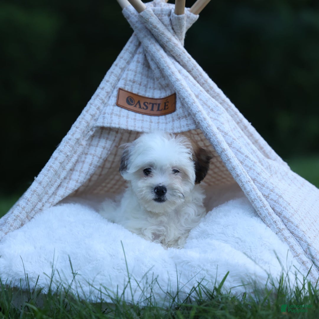 Shihpoo dogs for sale: Sophie - Image 8