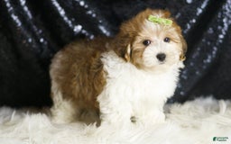 Yorkiepoo dogs for sale: Archie - Image 2