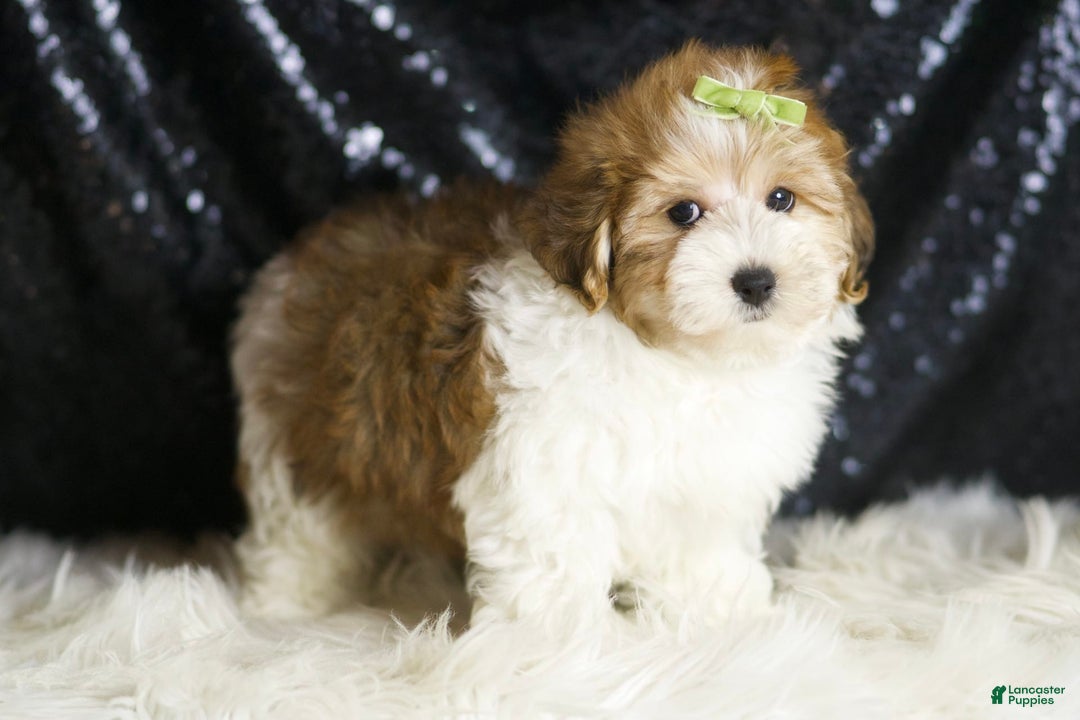 Yorkiepoo dogs for sale: Archie - Image 2
