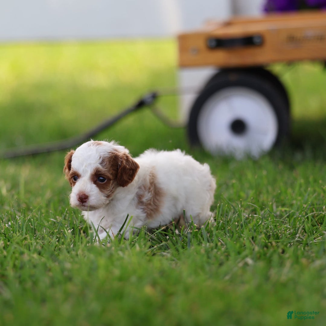 Toy Poodle dogs for sale: Muffler - Image 7