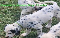 Dalmatian dogs for sale: Peppers Green Boy - Image 9