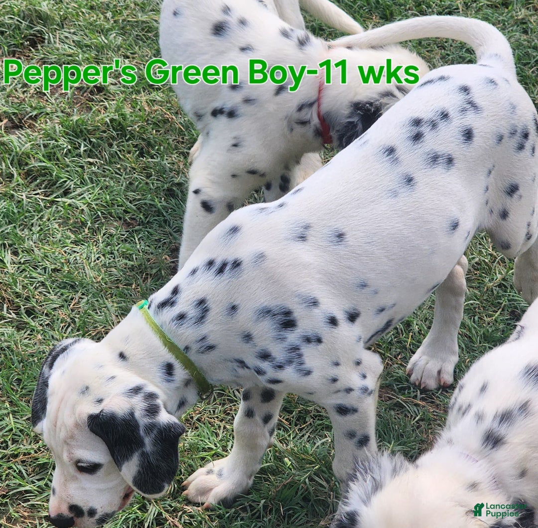 Dalmatian dogs for sale: Peppers Green Boy - Image 9