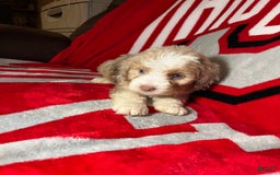 Mini Aussiedoodle dogs for sale: Sunny - Image 6