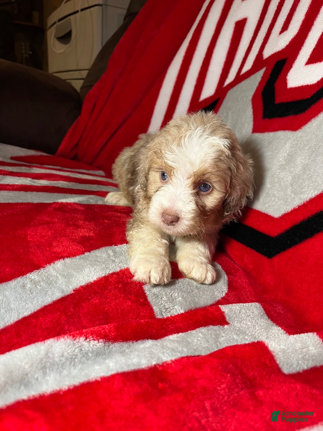 Mini Aussiedoodle dogs for sale: Sunny - Image 6