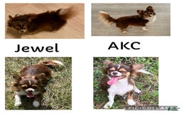 Chihuahua dogs for sale: Fancy Stance - Image 27