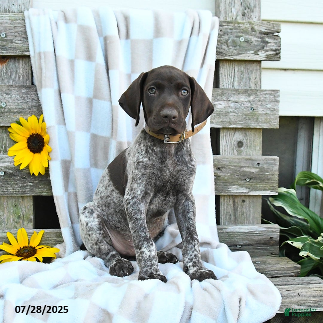 German Shorthaired Pointer dogs for sale: Loki - Image 2