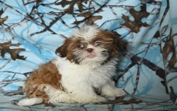 Shih Tzu dogs for sale: Charlie - Image 4