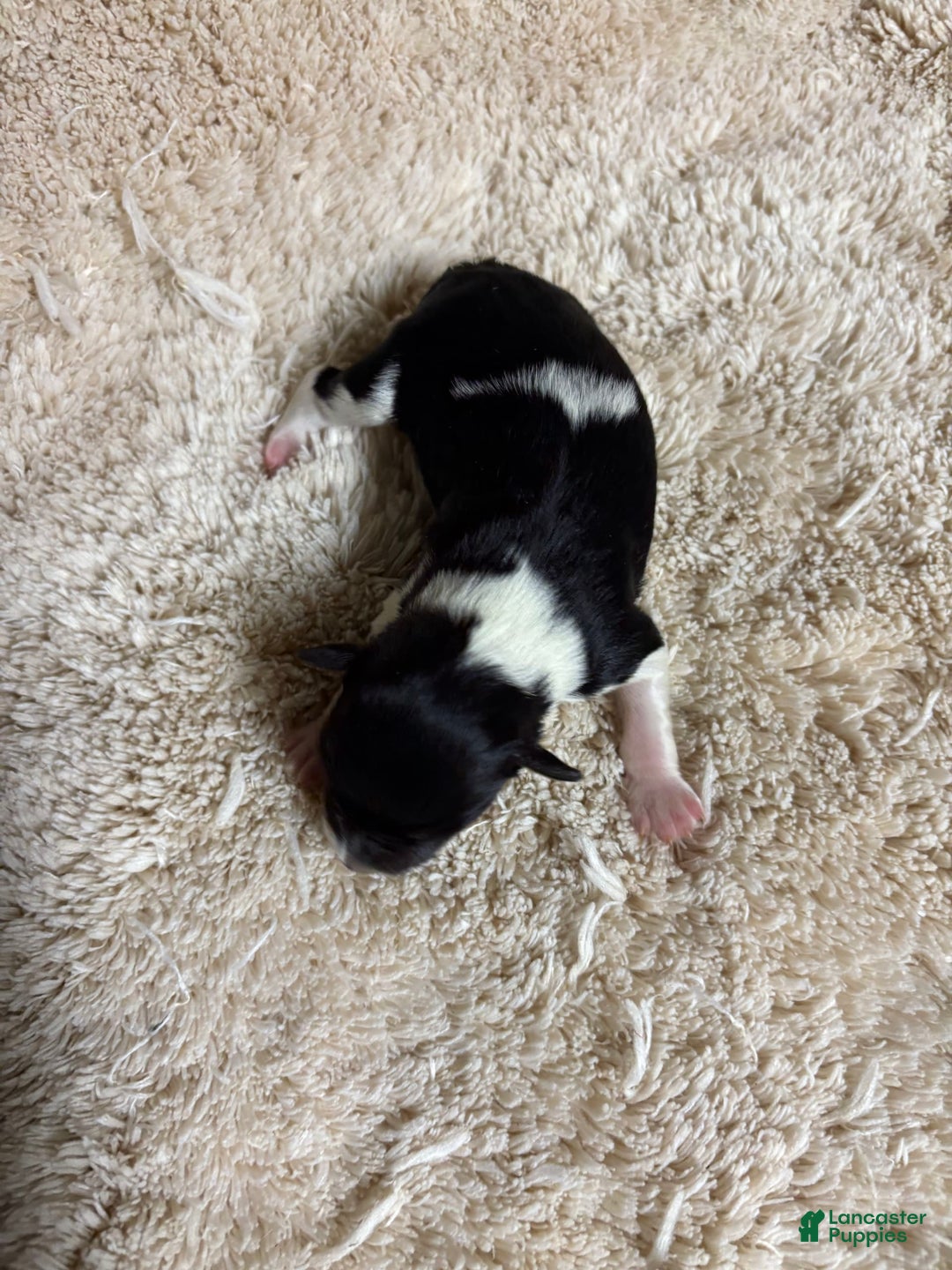 Miniature Schnauzer dogs for sale: Miniature Schnauzer 1 puppies - Image 2
